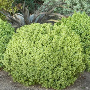 Black Stem Pittosporum 'Golf Ball' | Monrovia