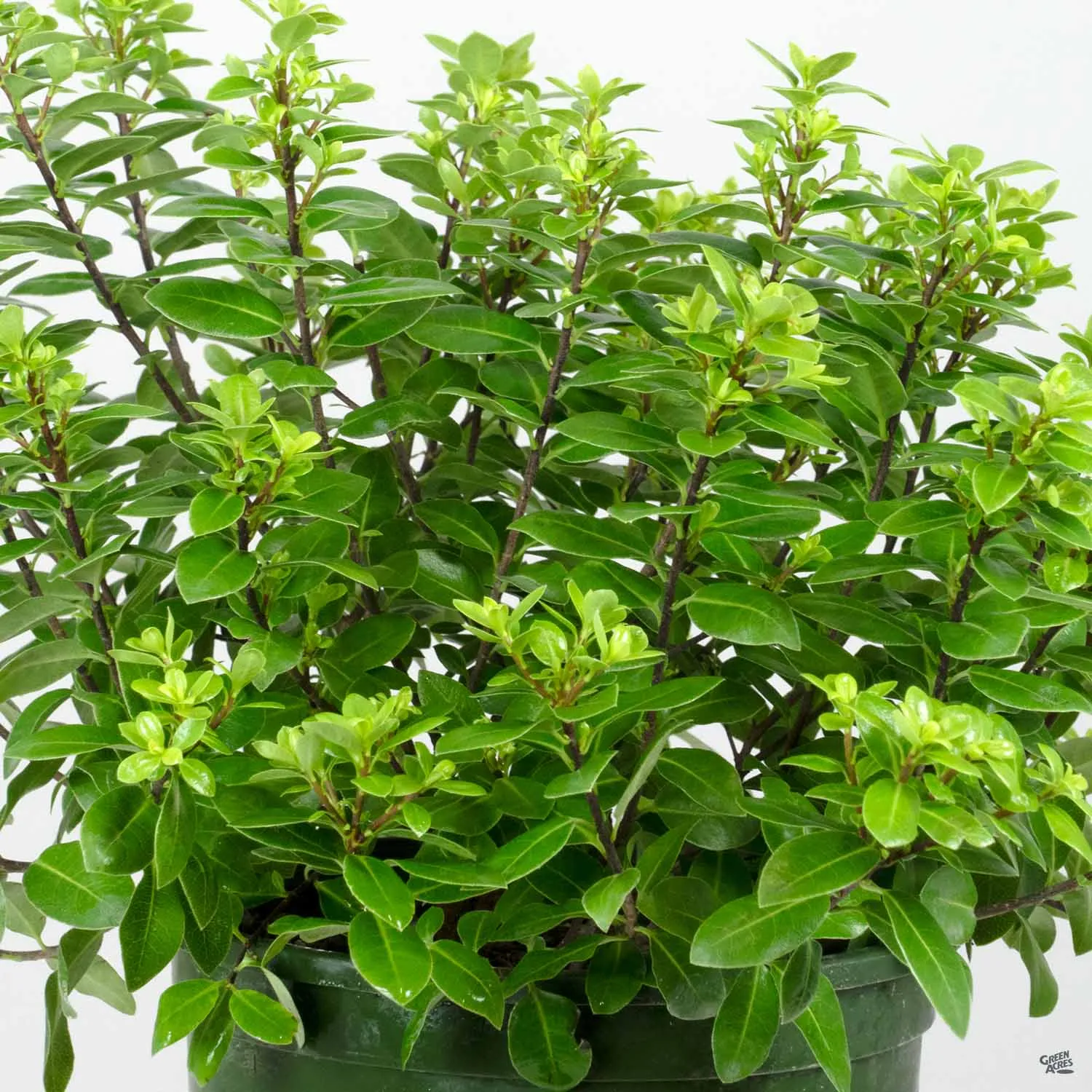 Black Stem Pittosporum 'Golf Ball' | Monrovia